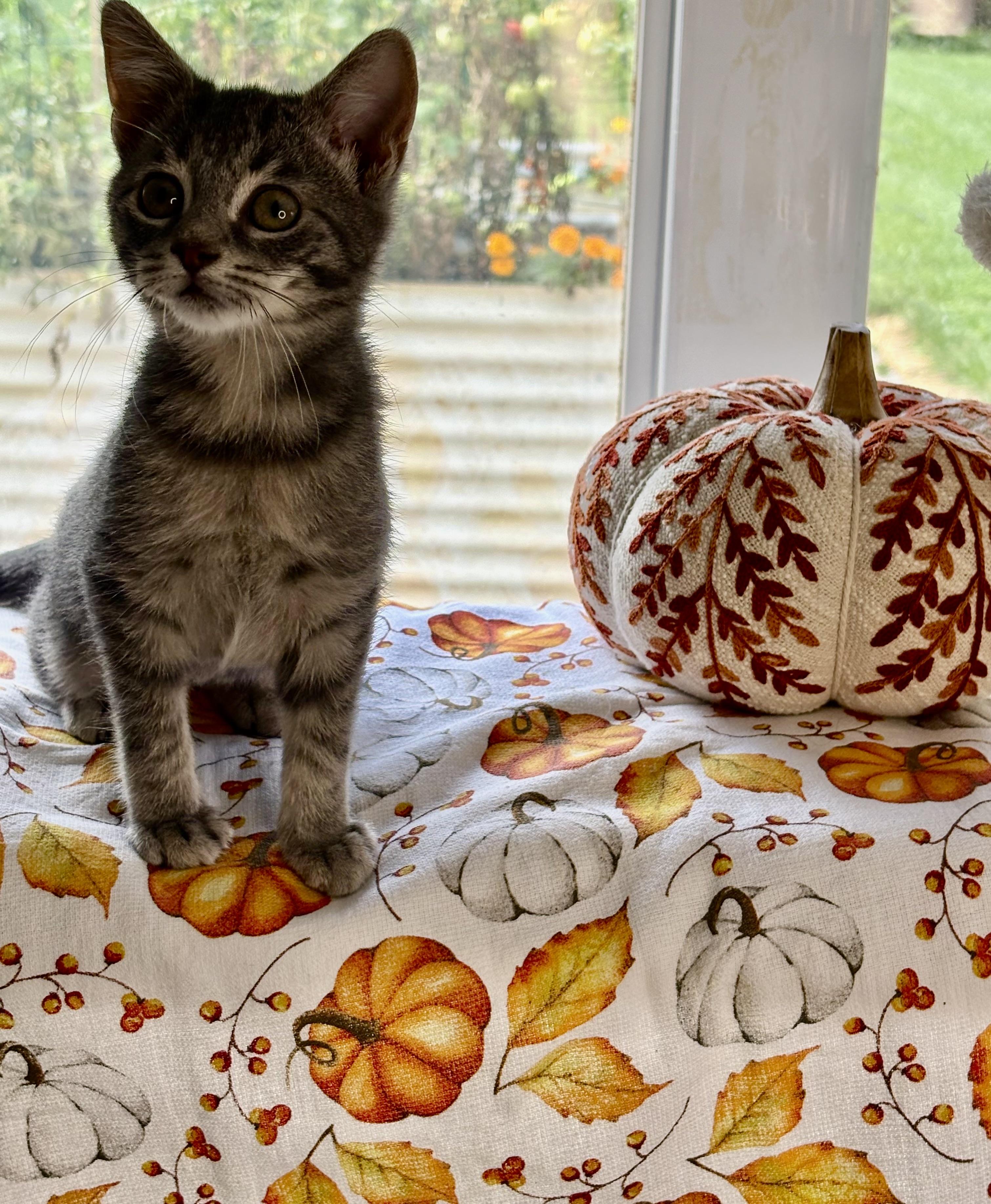 Enlarge Stewart, a Adoptable Domestic Short Hair in Bethel, OH image 2/3