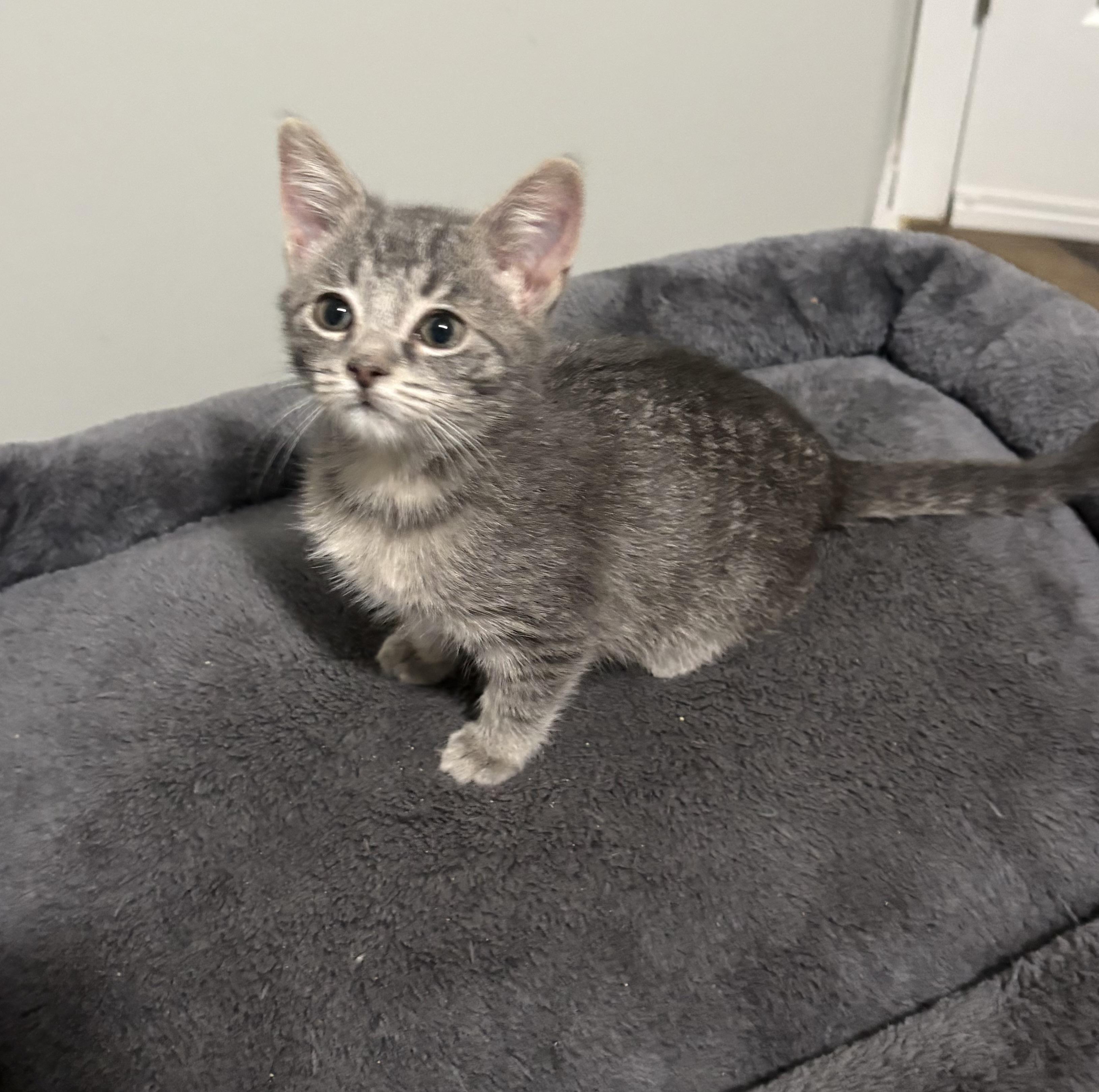 Enlarge Stewart, a Adoptable Domestic Short Hair in Bethel, OH image 3/3