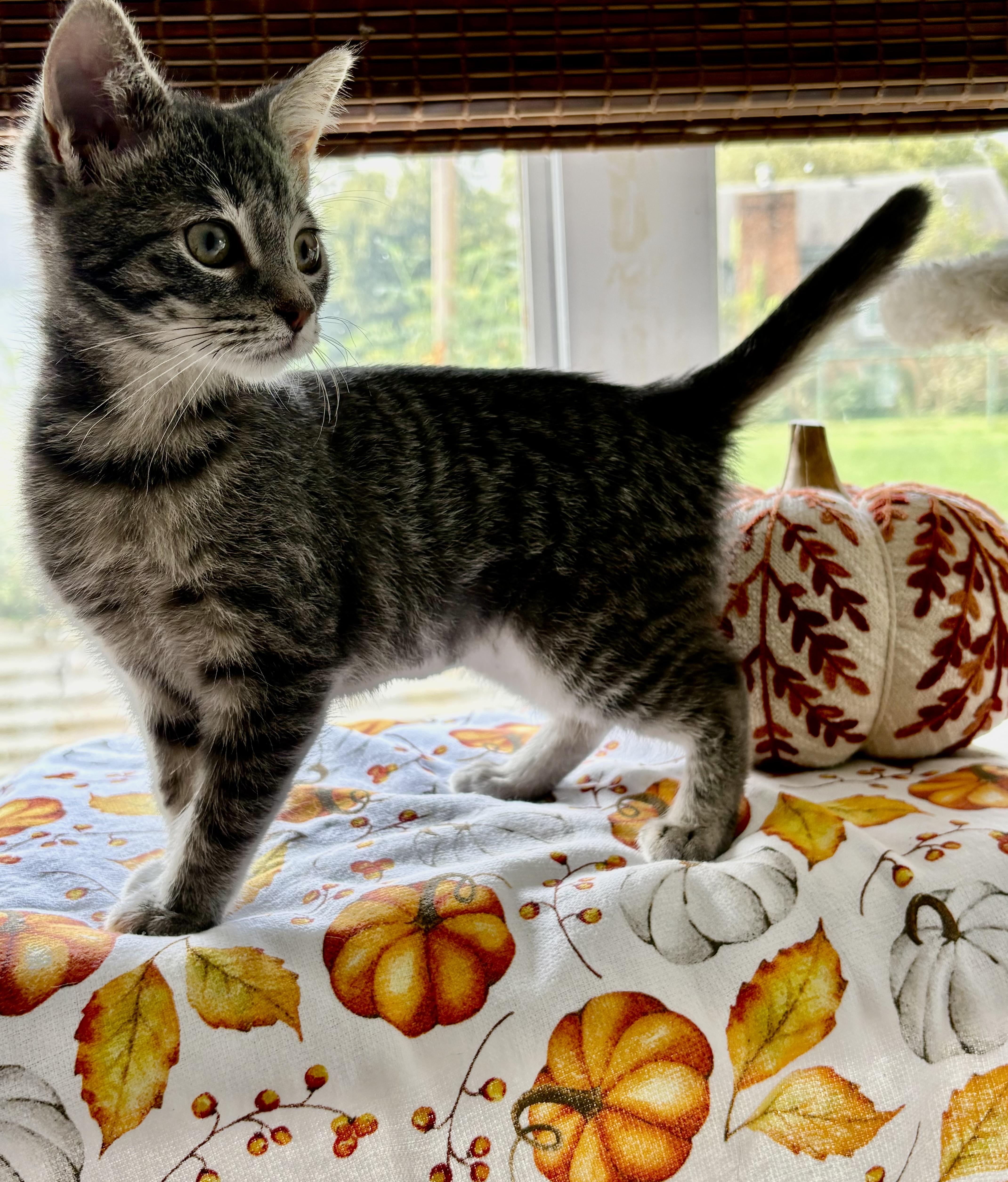 Enlarge Stewart, a Adoptable Domestic Short Hair in Bethel, OH image 1/3
