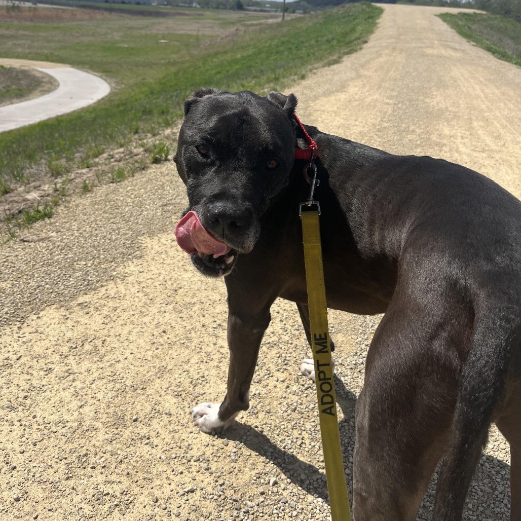 Enlarge Vinnie, a Adoptable mixed breed in Manhattan, KS image 1/5