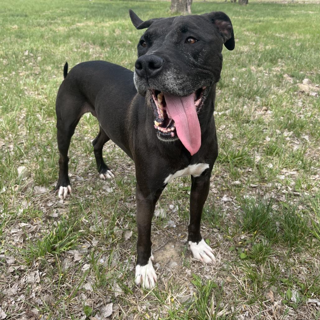 Enlarge Vinnie, a Adoptable mixed breed in Manhattan, KS image 2/5