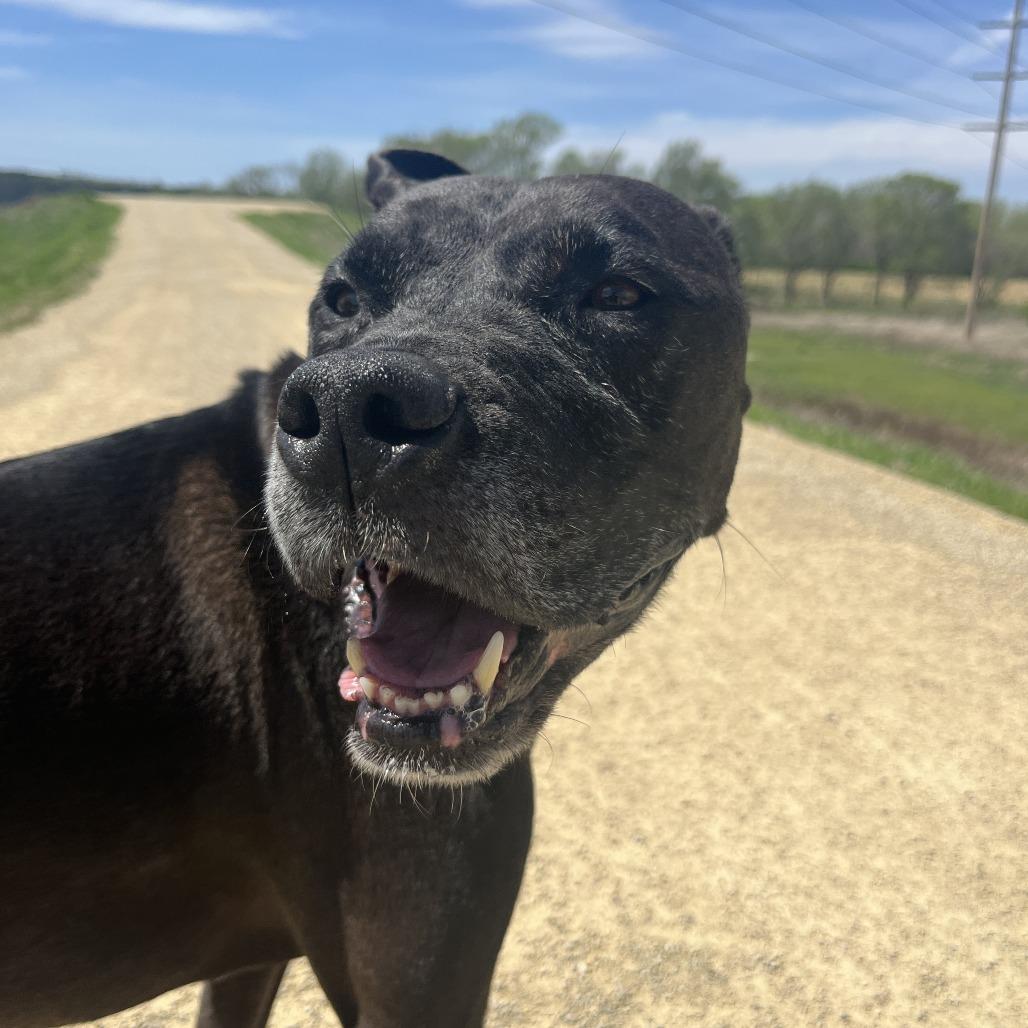 Enlarge Vinnie, a Adoptable mixed breed in Manhattan, KS image 3/5
