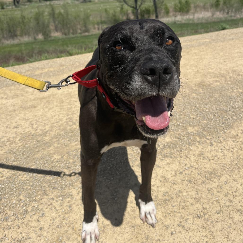 Enlarge Vinnie, a Adoptable mixed breed in Manhattan, KS image 4/5