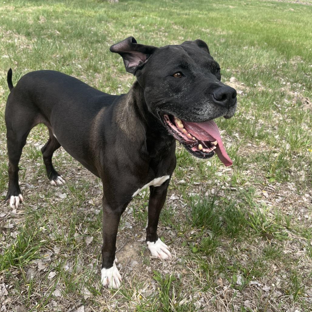 Enlarge Vinnie, a Adoptable mixed breed in Manhattan, KS image 5/5