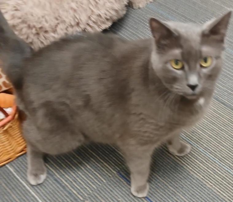 Roscoe, Adopted, Adult Male Domestic Short Hair.