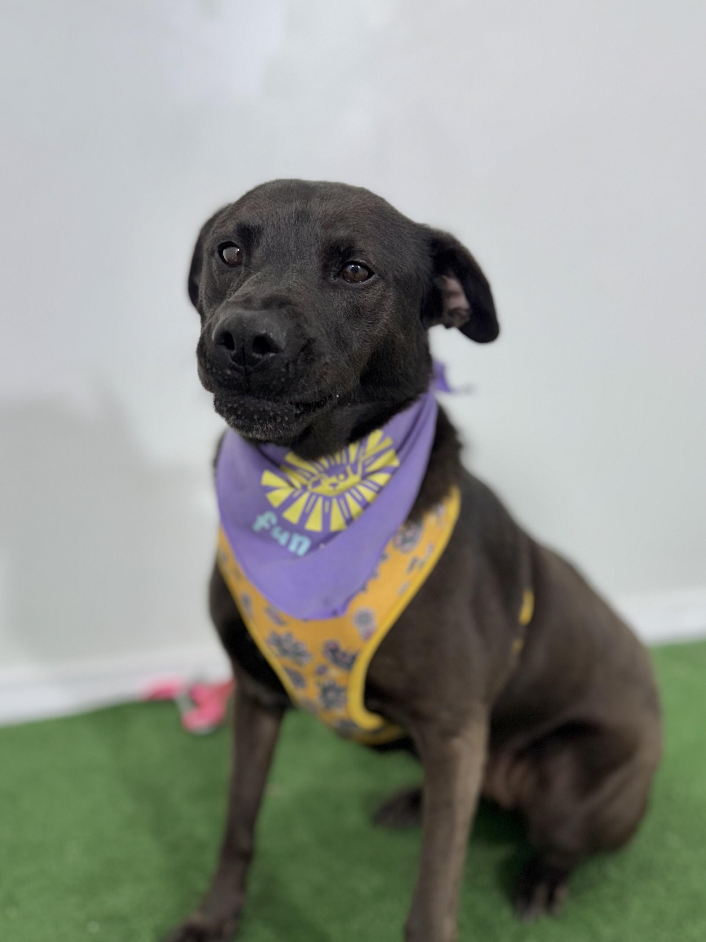 Lexus, Adoptable, Young Female Labrador Retriever & Shepherd.