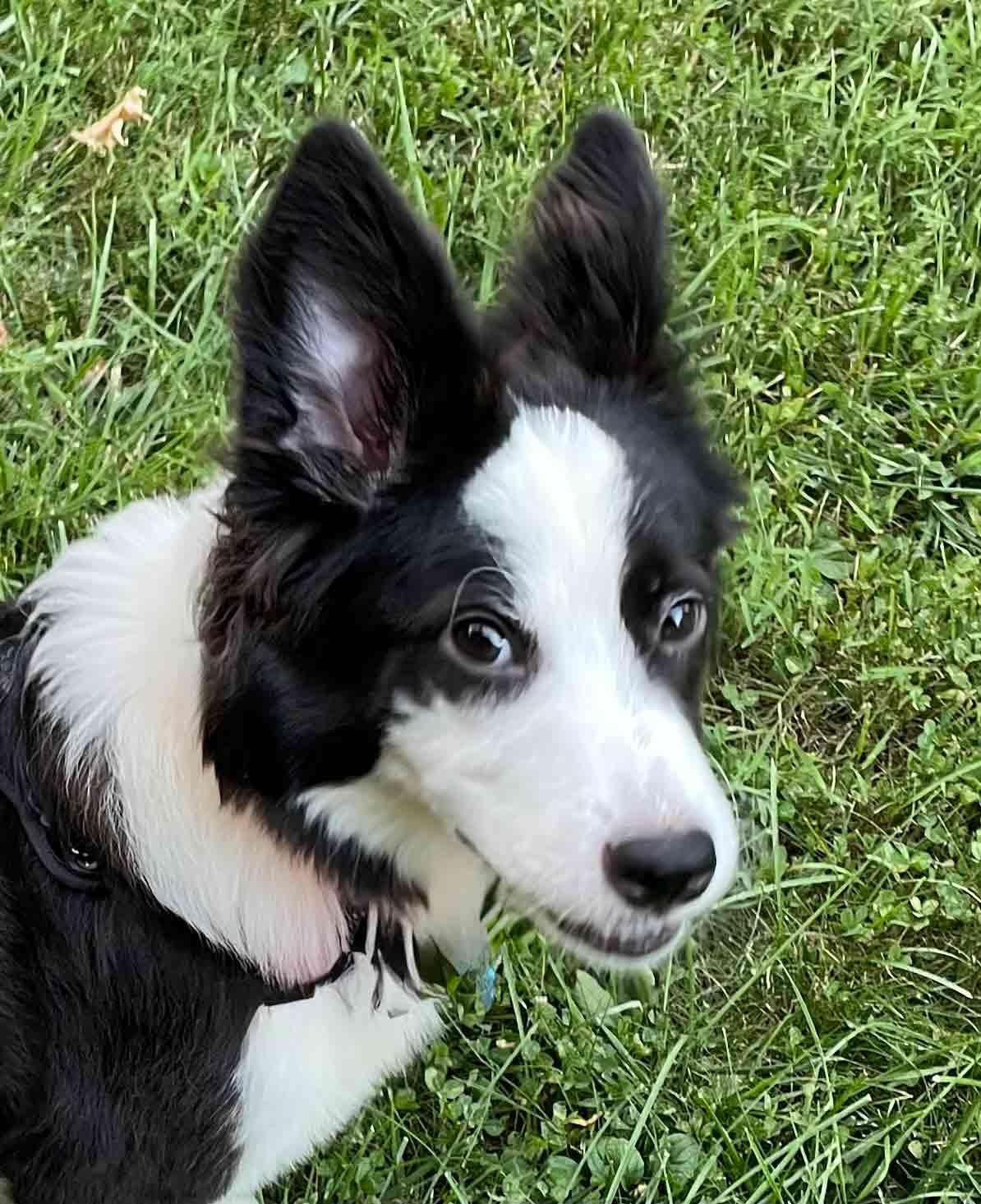 Enlarge BB, a Adopted Border Collie in Bridgeton, NJ image 1/6