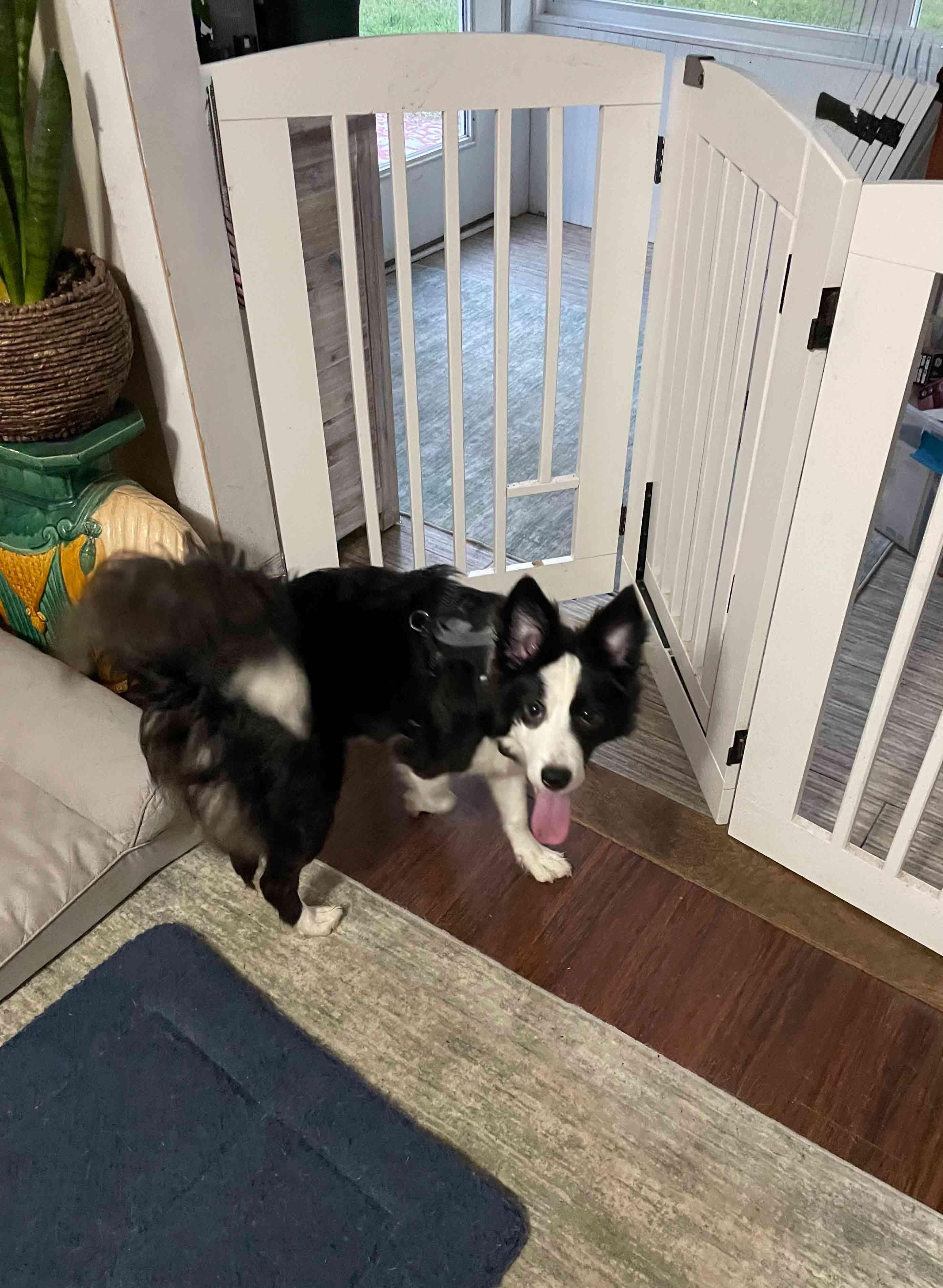 Enlarge BB, a Adopted Border Collie in Bridgeton, NJ image 2/6