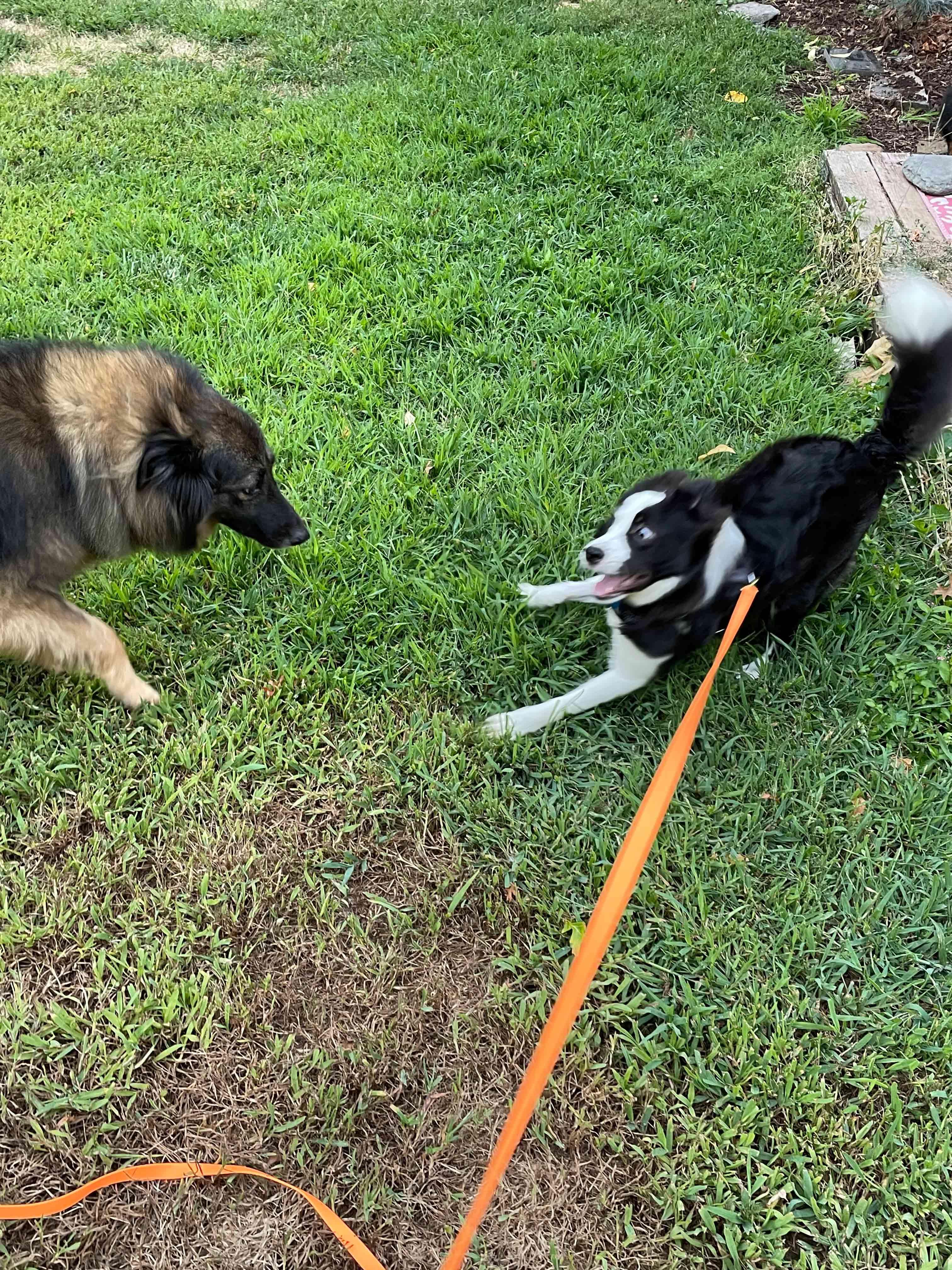 Enlarge BB, a Adopted Border Collie in Bridgeton, NJ image 3/6