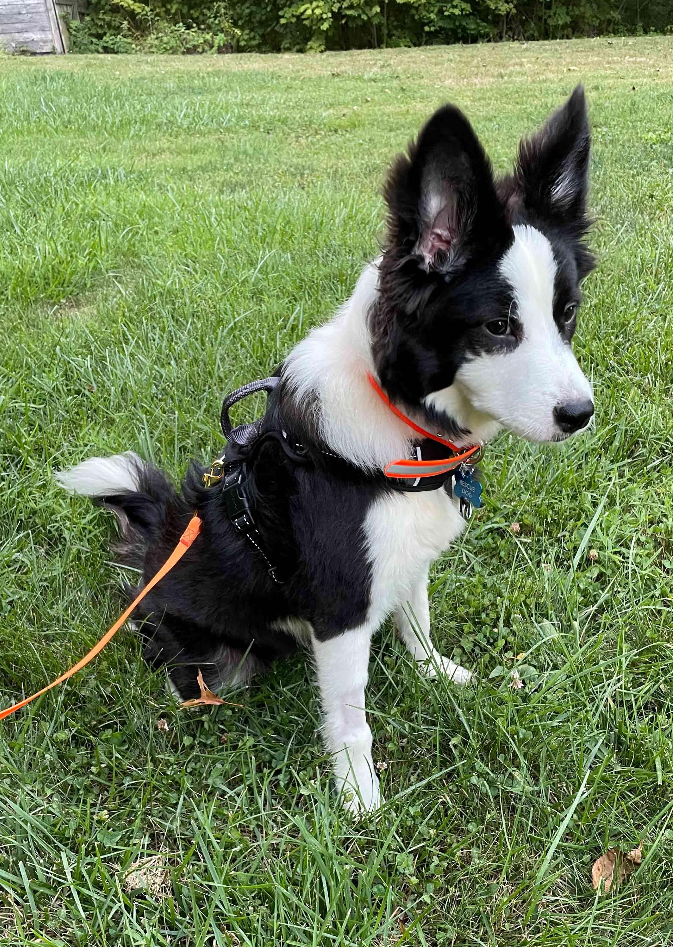 Enlarge BB, a Adopted Border Collie in Bridgeton, NJ image 4/6