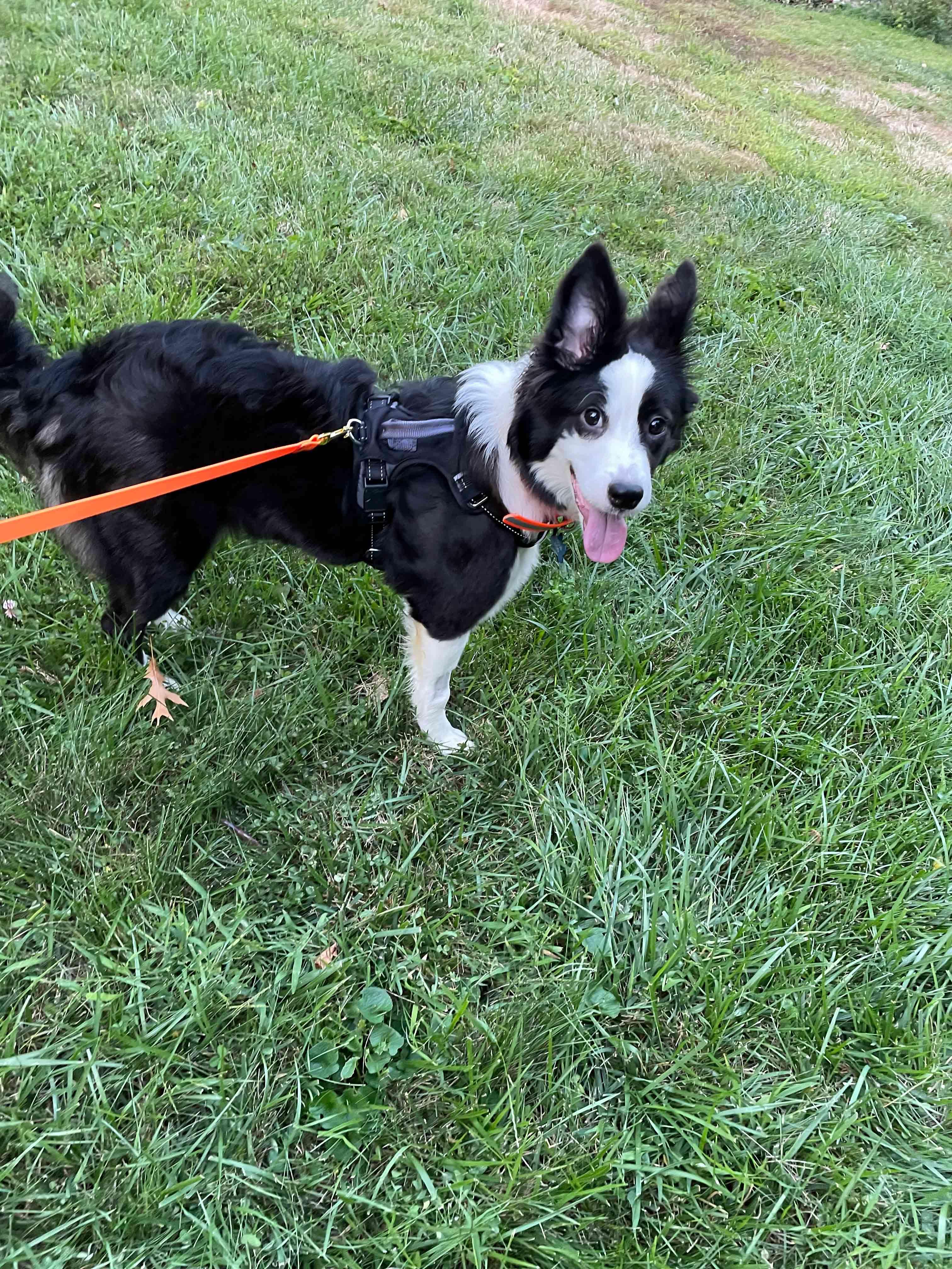 Enlarge BB, a Adopted Border Collie in Bridgeton, NJ image 5/6