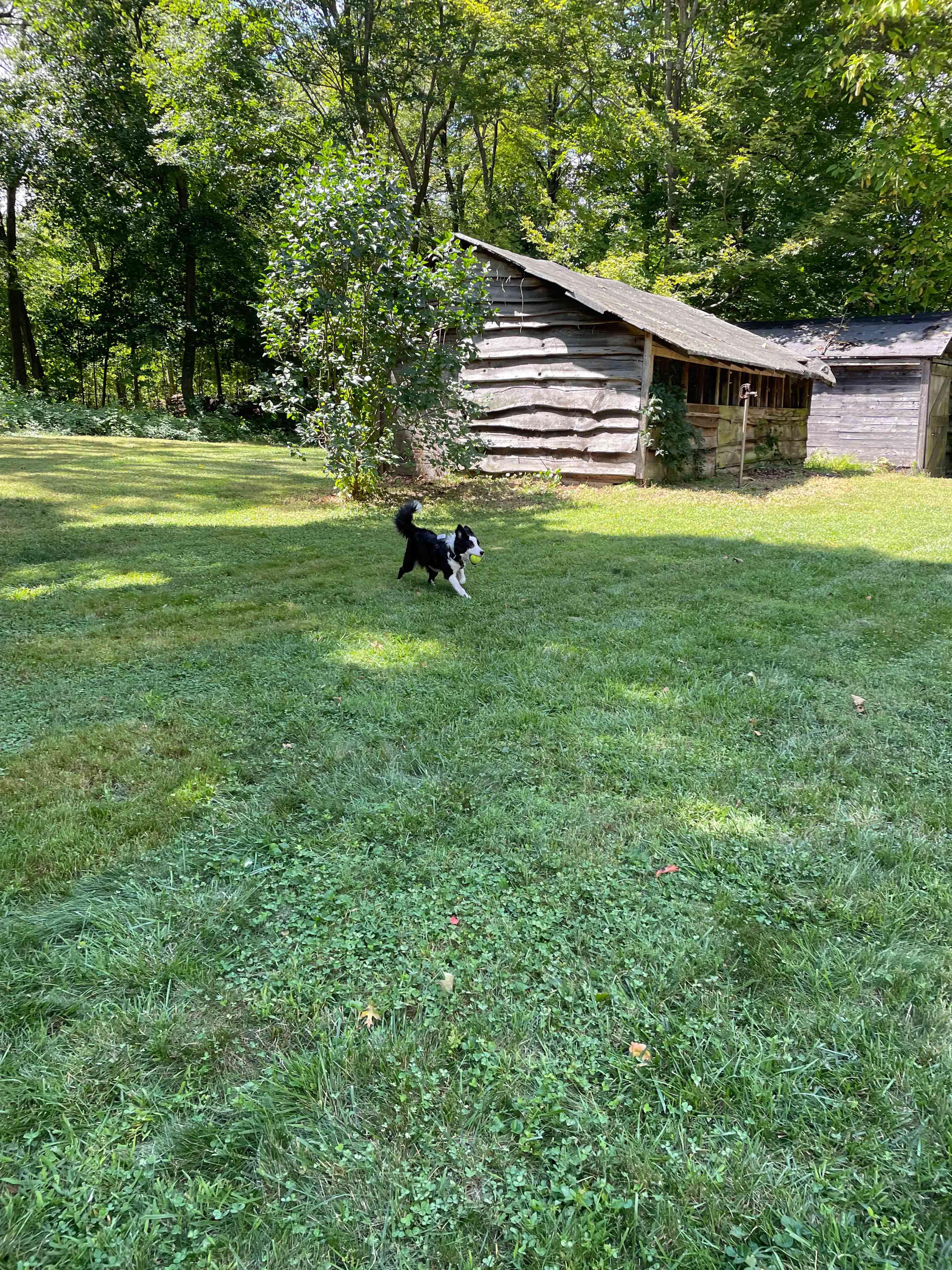 Enlarge BB, a Adopted Border Collie in Bridgeton, NJ image 6/6