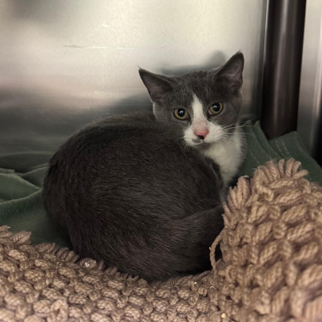 Enlarge Bridey, a Adoptable Domestic Short Hair in Charlottesville, VA image 1/6