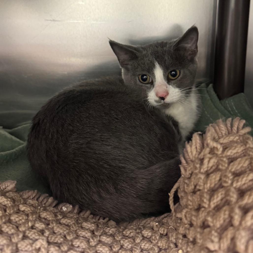 Enlarge Bridey, a Adoptable Domestic Short Hair in Charlottesville, VA image 2/6