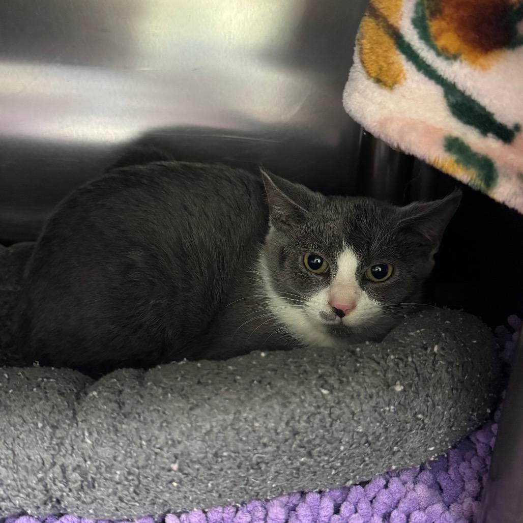 Enlarge Bridey, a Adoptable Domestic Short Hair in Charlottesville, VA image 3/6