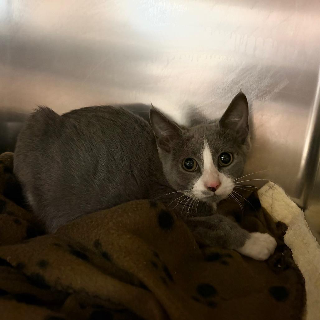 Enlarge Bridey, a Adoptable Domestic Short Hair in Charlottesville, VA image 4/6
