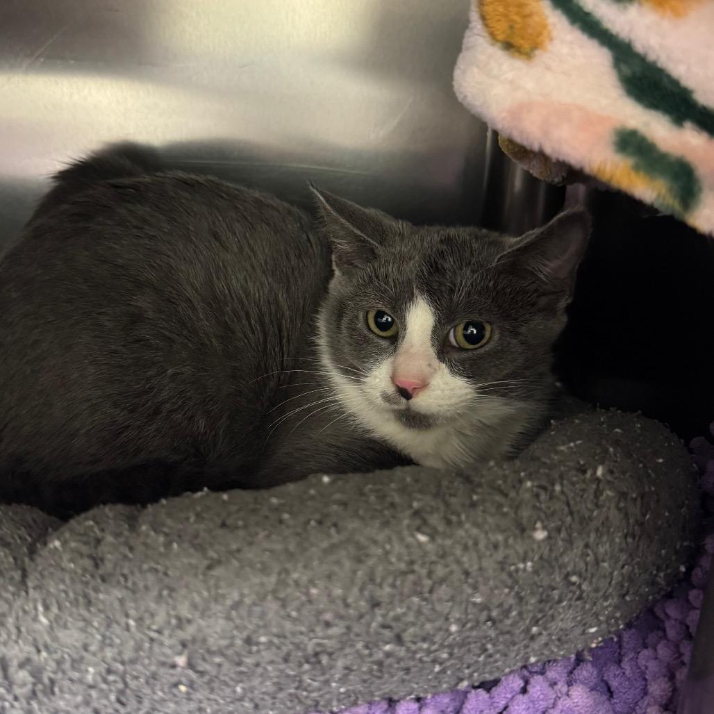 Enlarge Bridey, a Adoptable Domestic Short Hair in Charlottesville, VA image 5/6