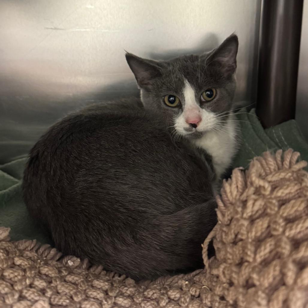 Enlarge Bridey, a Adoptable Domestic Short Hair in Charlottesville, VA image 6/6