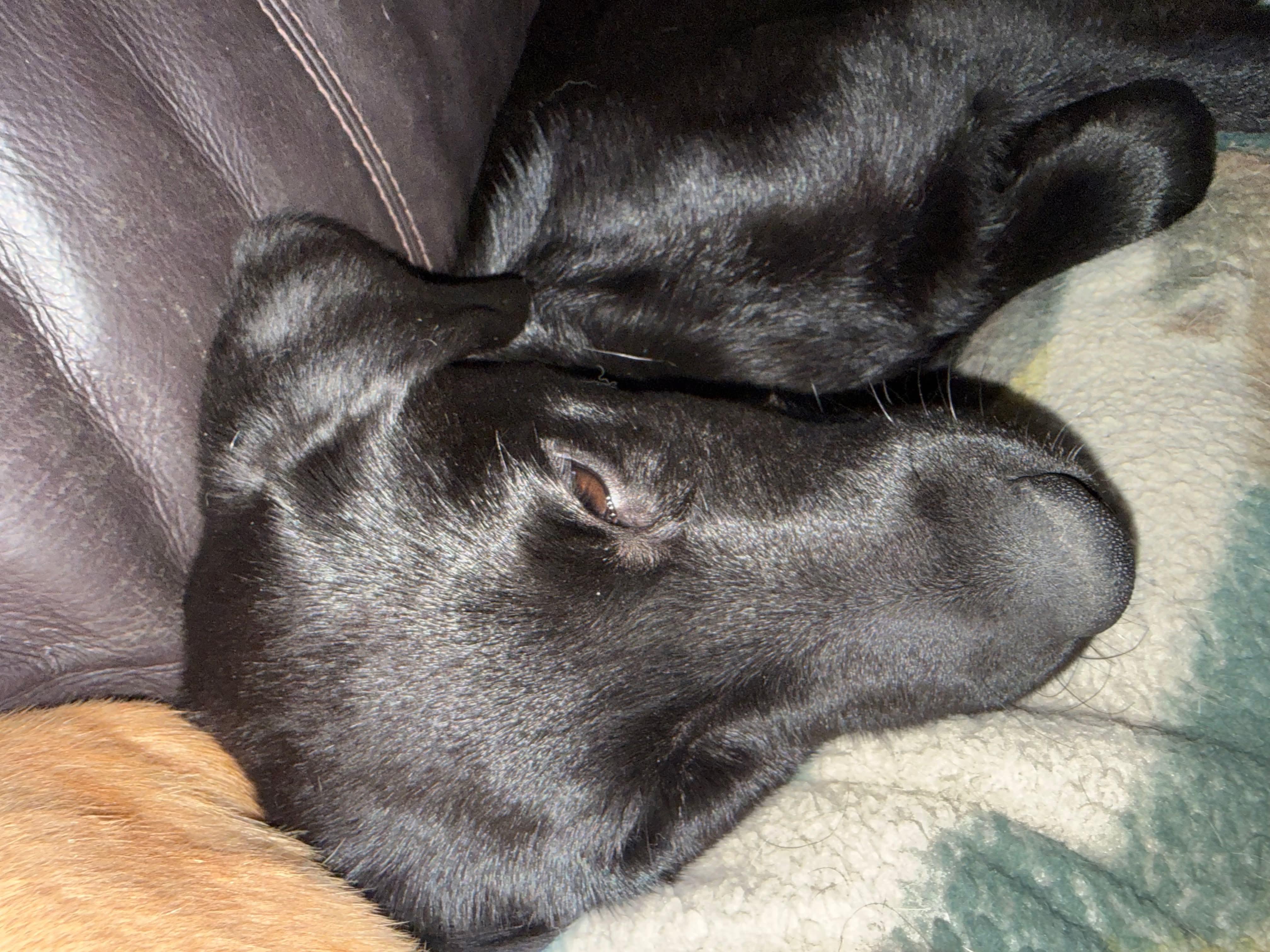 Enlarge Tango, an adopted mixed breed in Winnipeg, MB image 4/4