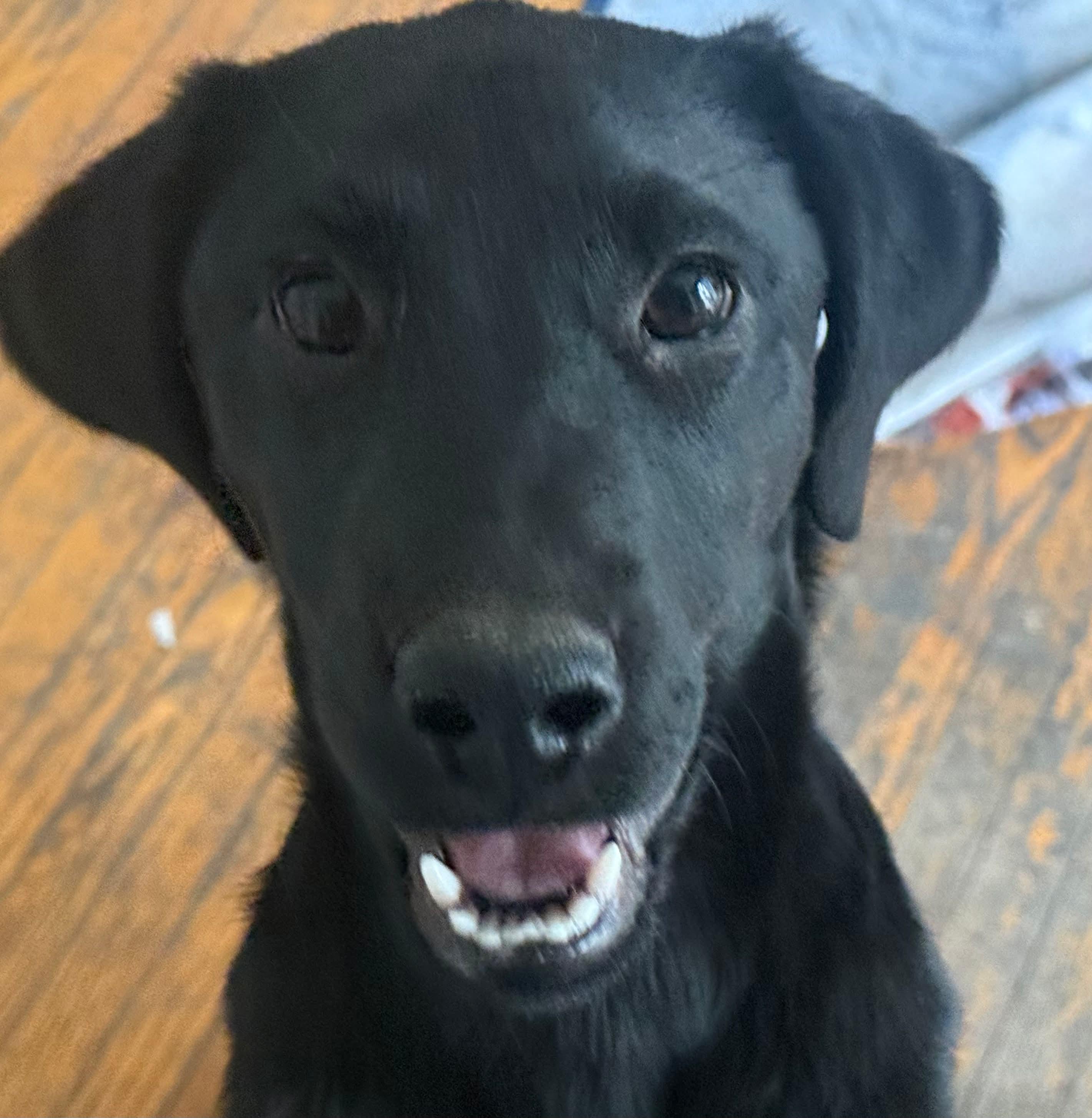 Tango, adopted, Puppy Female Black Labrador Retriever & Mixed Breed.