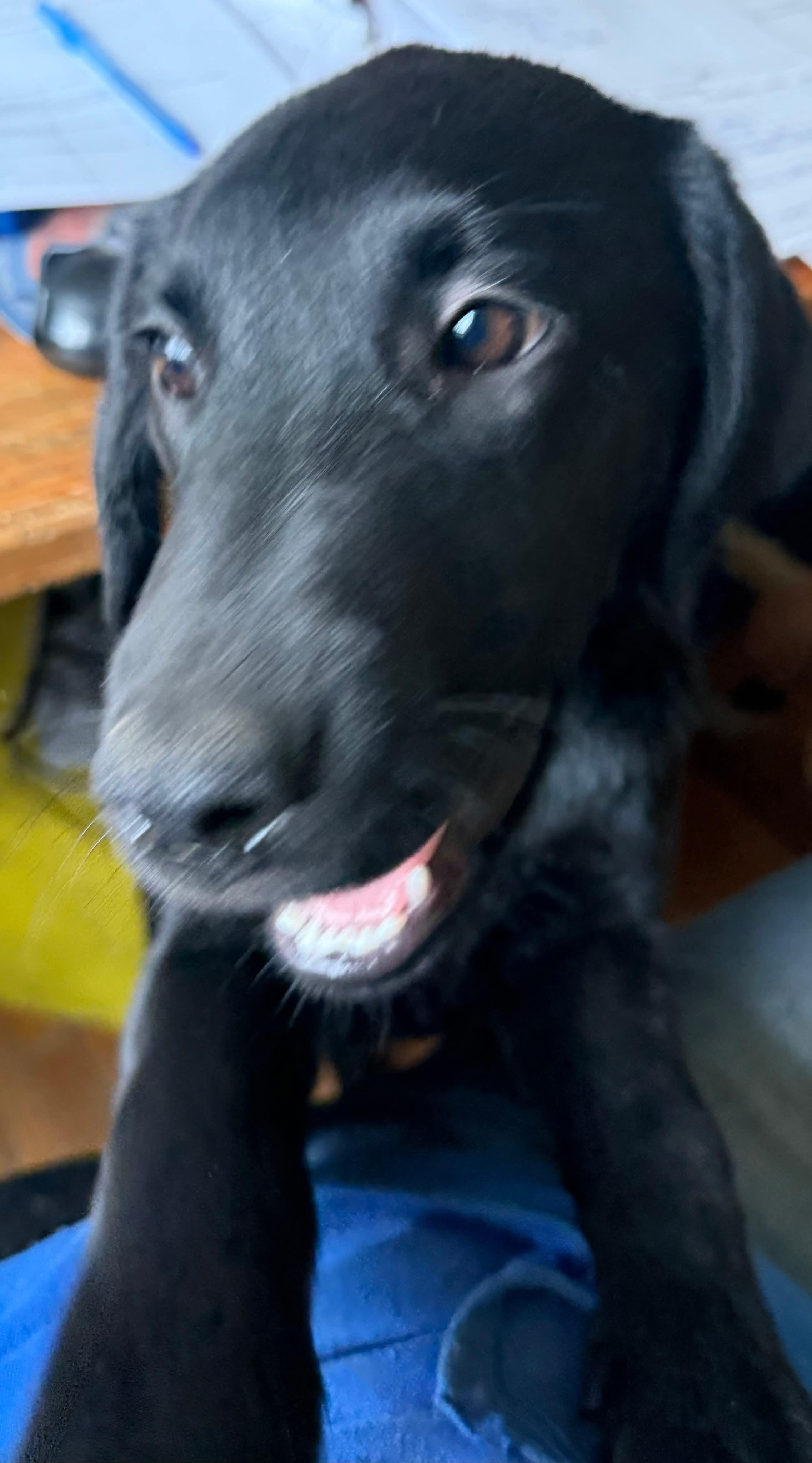 Enlarge Tango, an adopted mixed breed in Winnipeg, MB image 2/4