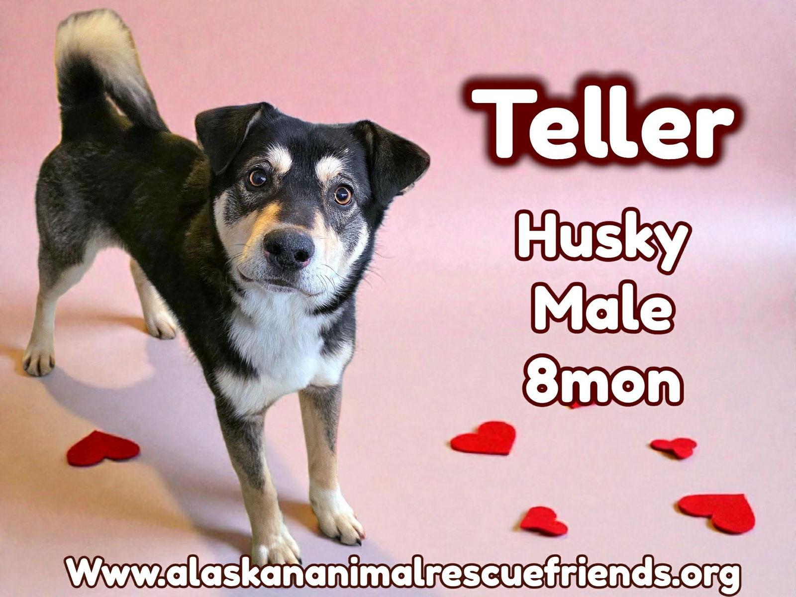 Teller, Adoptable, Young Male Husky.