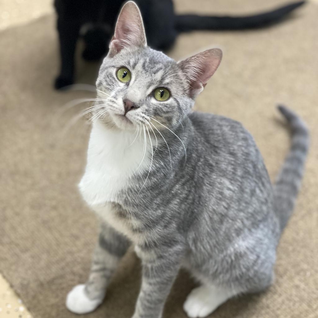 Ivy, Adoptable, Adult Female Domestic Short Hair.