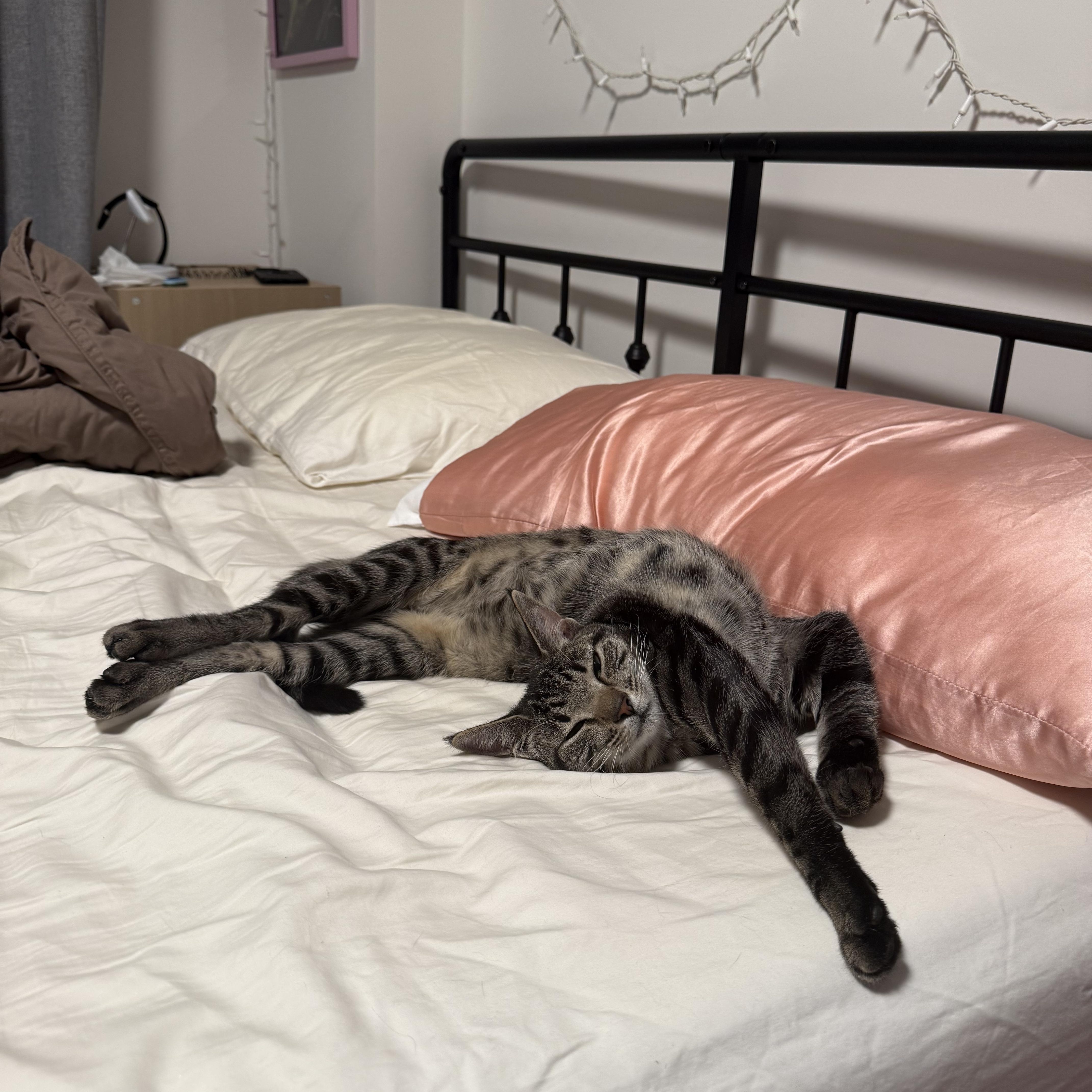 Enlarge Cleo, a Adoptable Domestic Short Hair in Brooklyn, NY image 6/6