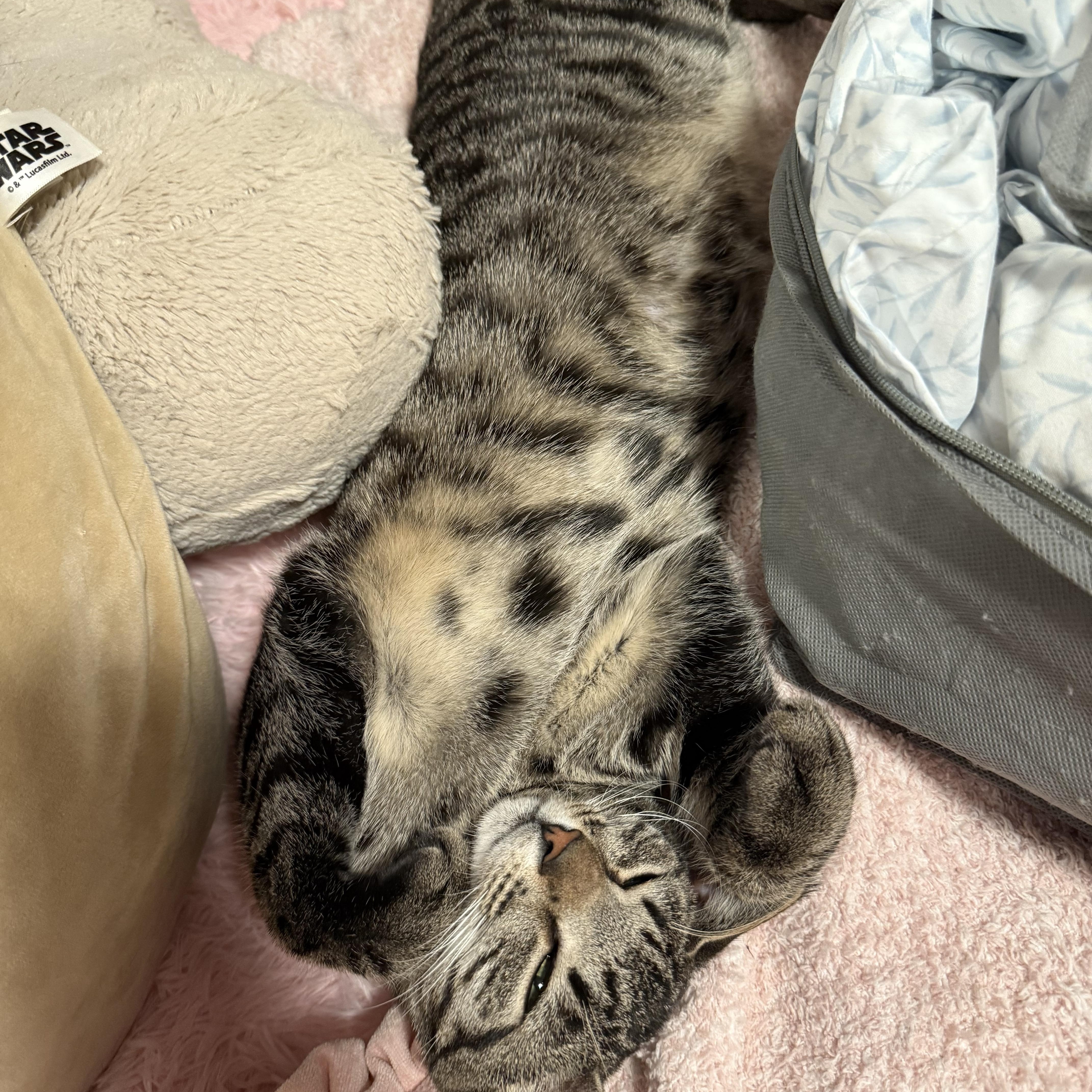 Enlarge Cleo, a Adoptable Domestic Short Hair in Brooklyn, NY image 2/6