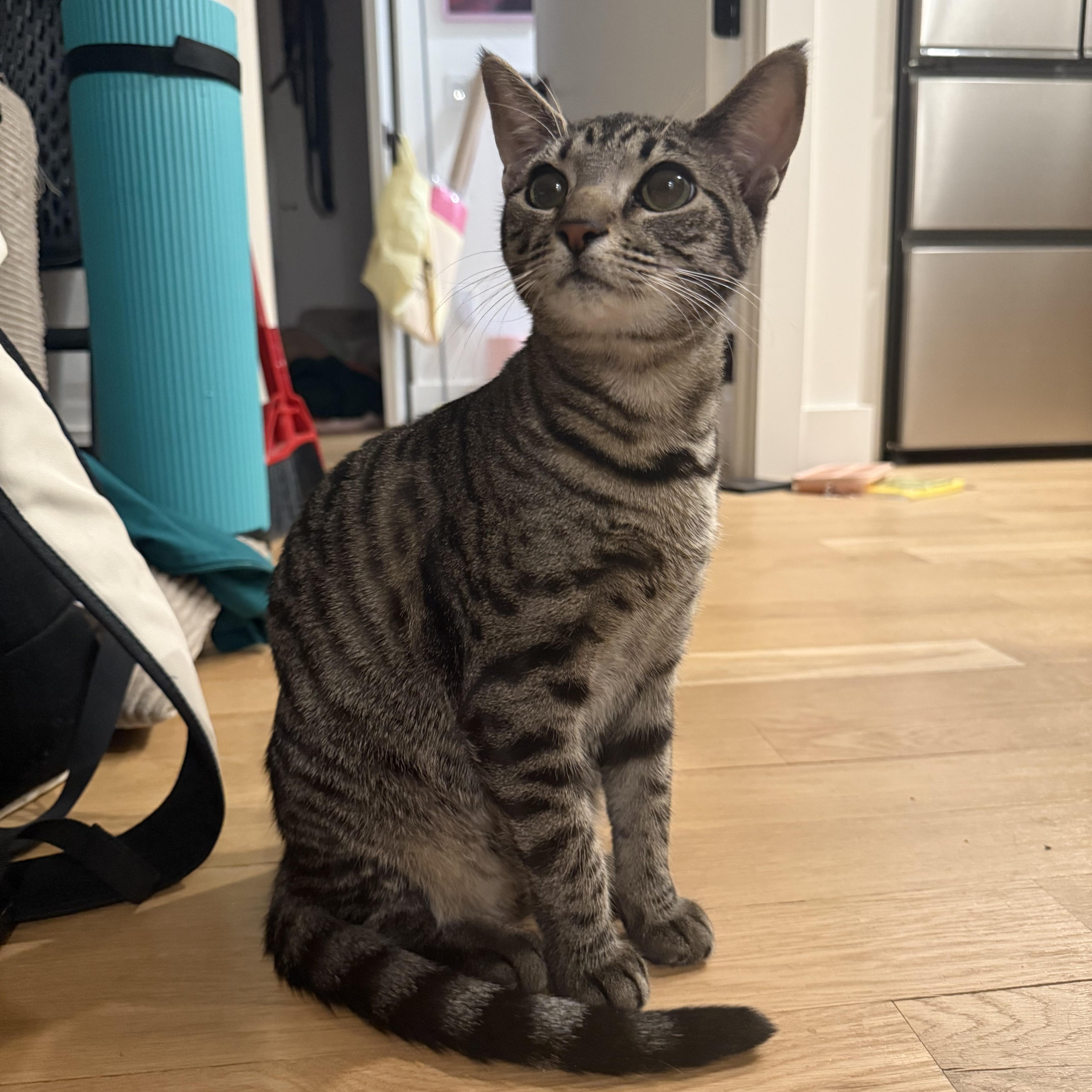 Enlarge Cleo, a Adoptable Domestic Short Hair in Brooklyn, NY image 4/6