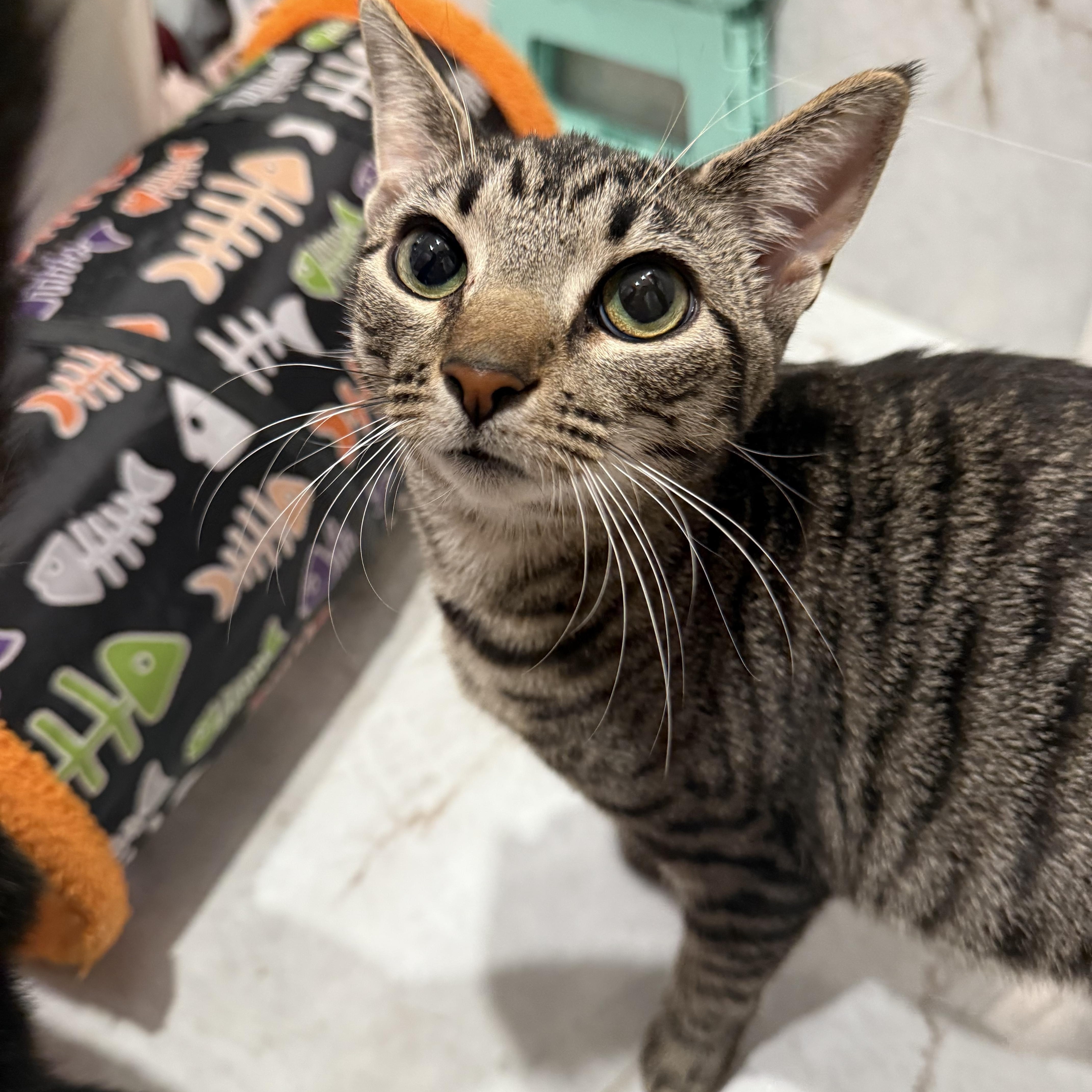 Enlarge Cleo, a Adoptable Domestic Short Hair in Brooklyn, NY image 3/6