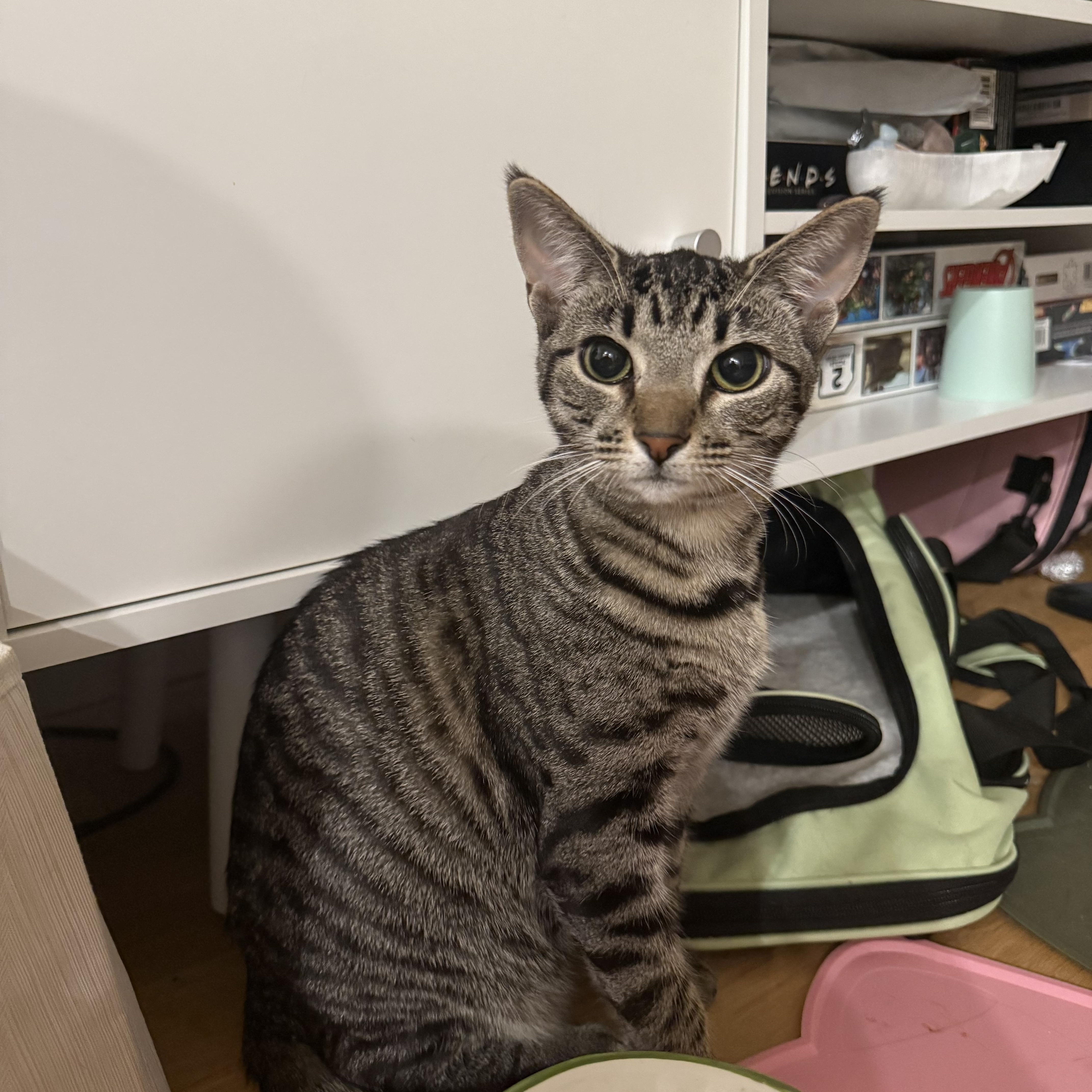 Cleo, Adoptable, Kitten Female Domestic Short Hair.