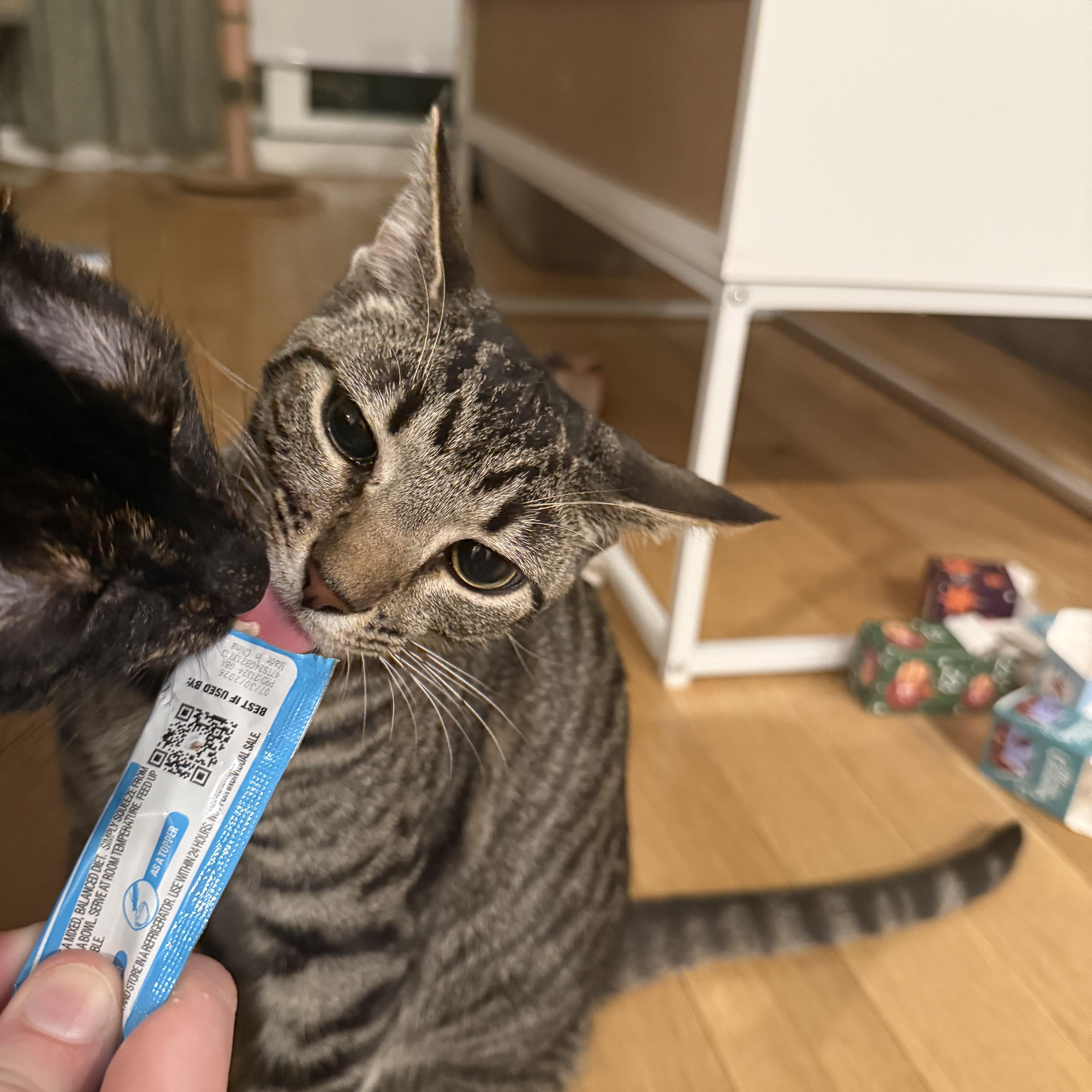 Enlarge Cleo, a Adoptable Domestic Short Hair in Brooklyn, NY image 5/6