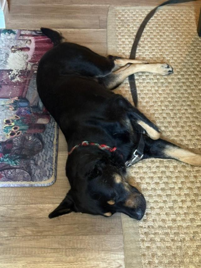 Enlarge Amigo, a Adoptable mixed breed in San Ysidro, CA image 1/6