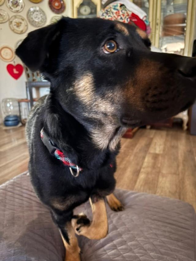 Enlarge Amigo, a Adoptable mixed breed in San Ysidro, CA image 2/6