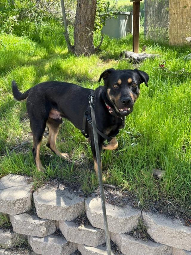 Enlarge Amigo, a Adoptable mixed breed in San Ysidro, CA image 3/6