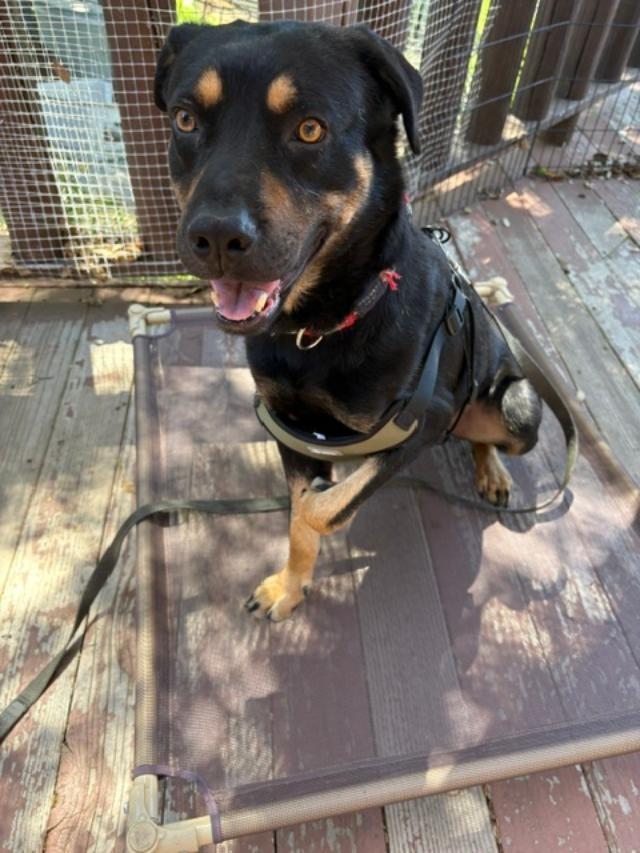 Enlarge Amigo, a Adoptable mixed breed in San Ysidro, CA image 4/6
