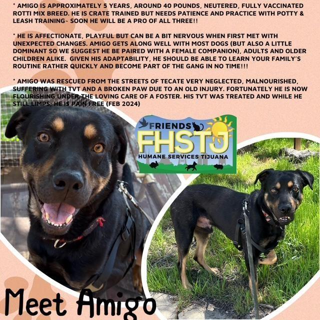 Enlarge Amigo, a Adoptable mixed breed in San Ysidro, CA image 5/6