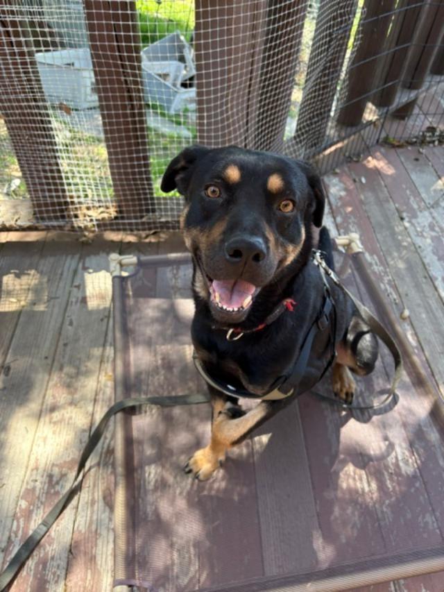 Enlarge Amigo, a Adoptable mixed breed in San Ysidro, CA image 6/6