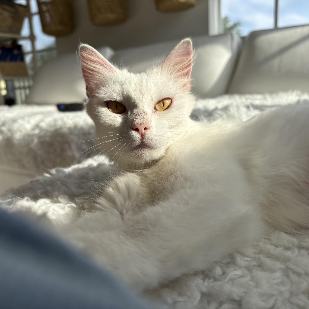 Mamma Mia, Adoptable, Young Female Domestic Long Hair.