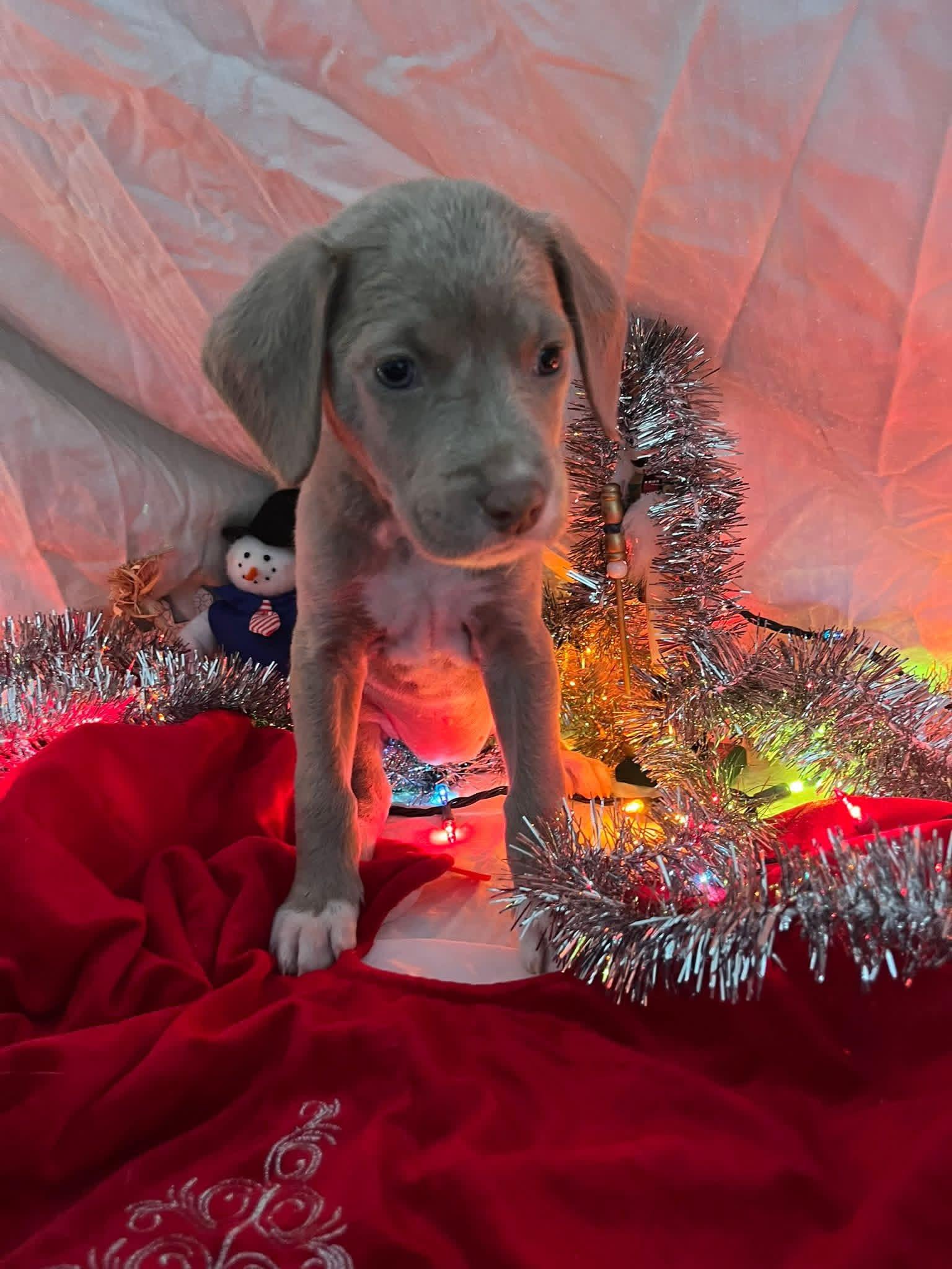 Enlarge Ash, a ADOPTABLE mixed breed in Elkton, MD image 3/3