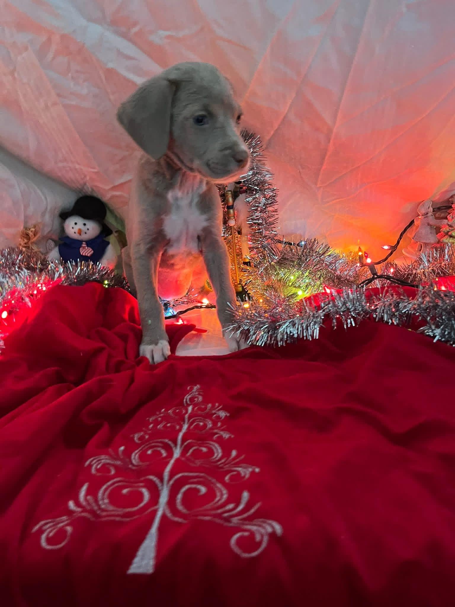 Enlarge Ash, a ADOPTABLE mixed breed in Elkton, MD image 2/3