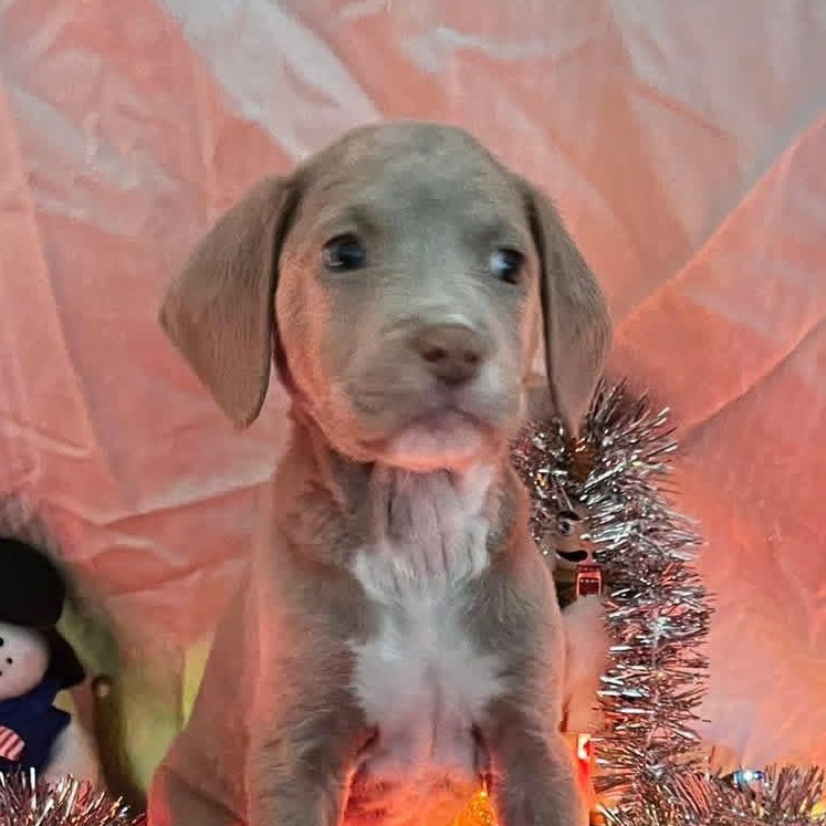 Ash, ADOPTABLE, Puppy Female Labrador Retriever.