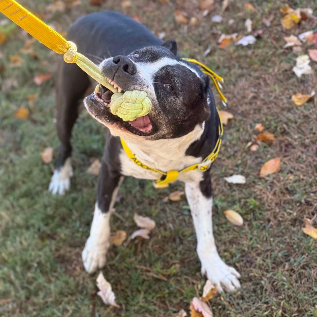 Deuce — thumbnail 3