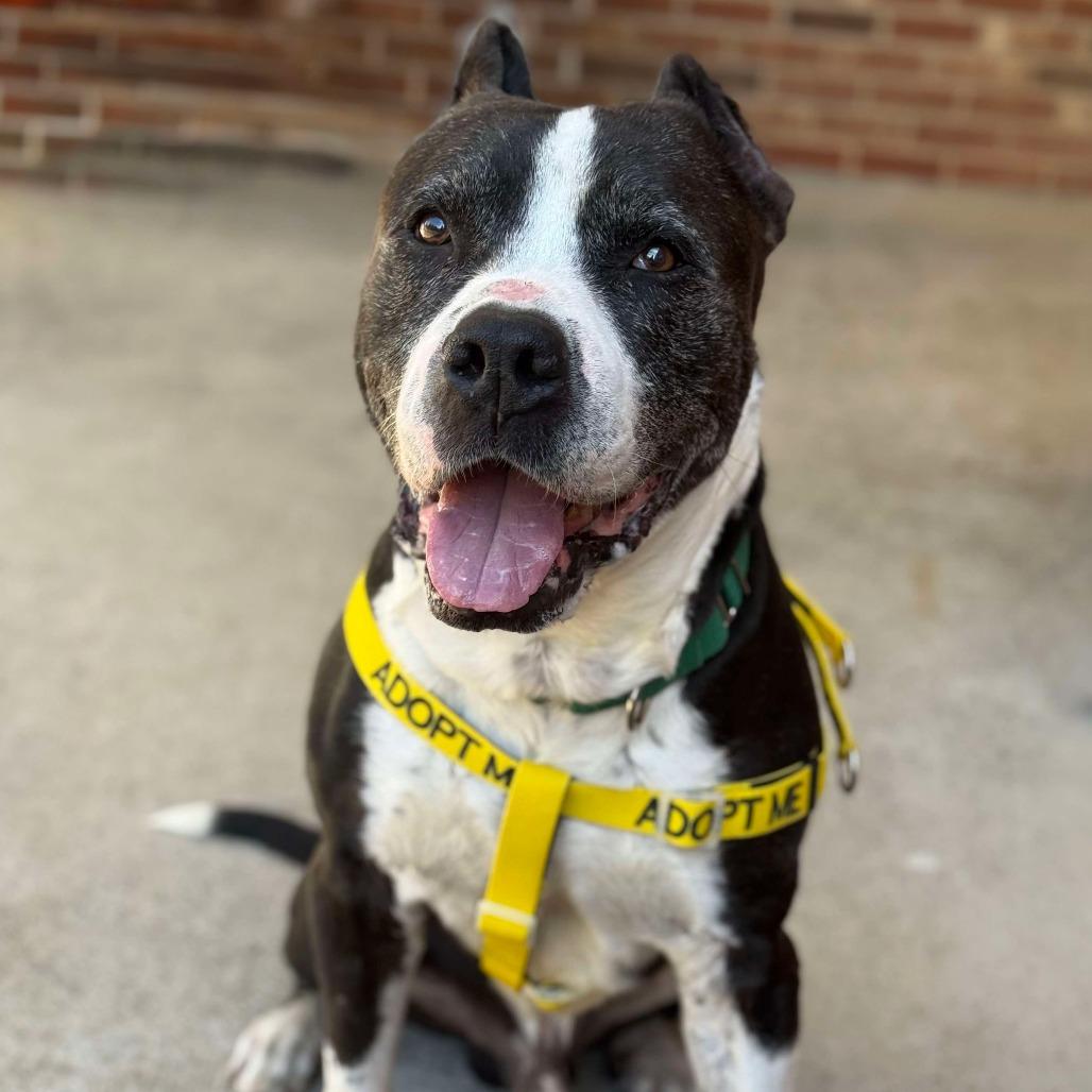 Deuce — thumbnail 4