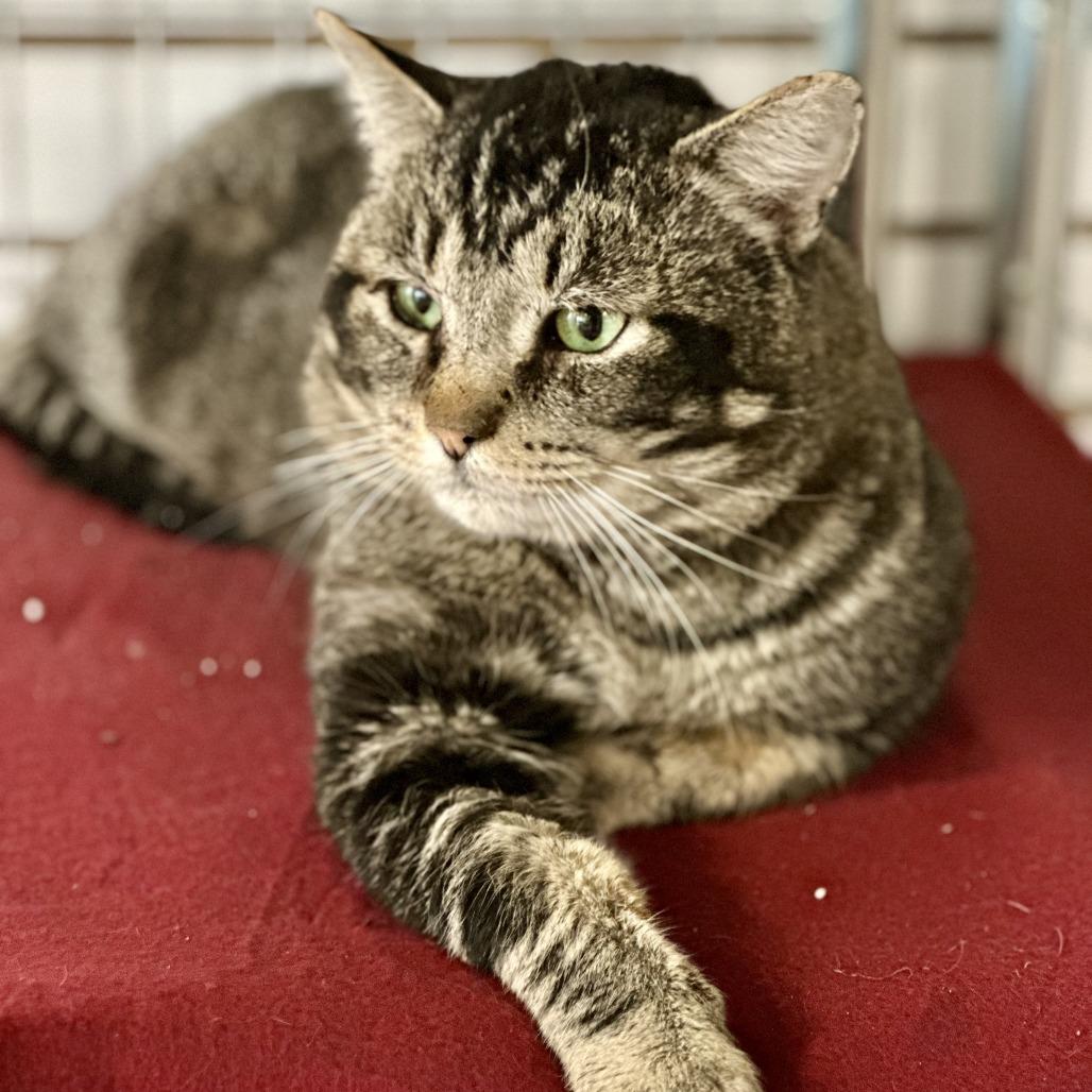 Valentino, Adoptable, Adult Male Domestic Short Hair.