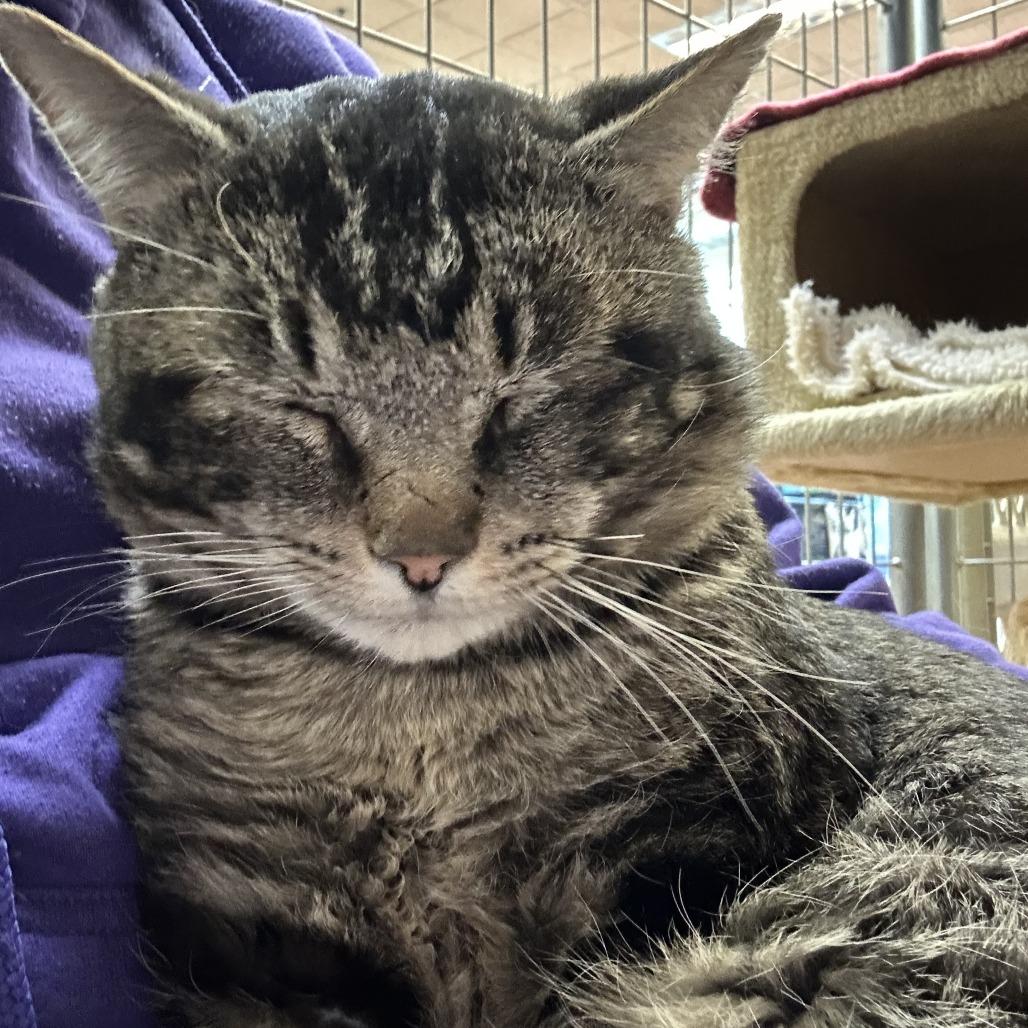 Enlarge Valentino, a Adoptable Domestic Short Hair in Saratoga Springs, NY image 2/4