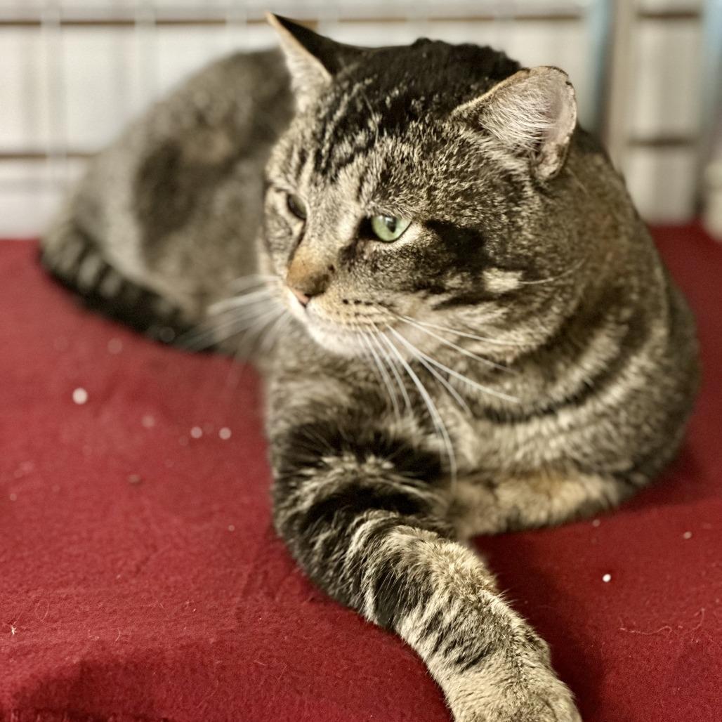 Enlarge Valentino, a Adoptable Domestic Short Hair in Saratoga Springs, NY image 2/3