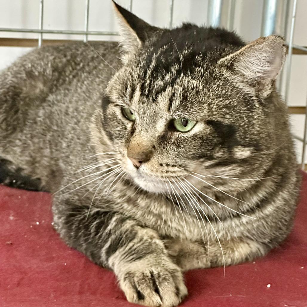 Enlarge Valentino, a Adoptable Domestic Short Hair in Saratoga Springs, NY image 3/3