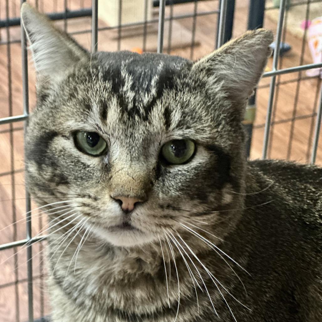 Enlarge Valentino, a Adoptable Domestic Short Hair in Saratoga Springs, NY image 4/4